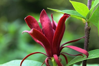 Calycanthus floridus - sazaník květnatý - květ a list